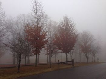 Road passing through forest