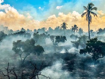 Scenic view of palm trees against sky