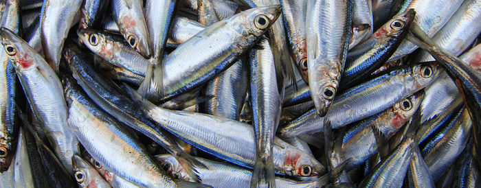 High angle view of fish for sale at market