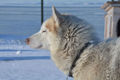 Close-up of a dog