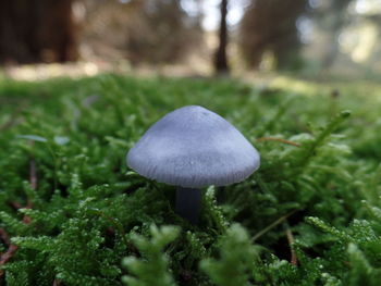 Close-up of mushroom growing in forest