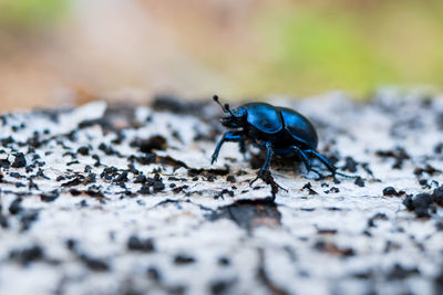 Close-up of fly on rock