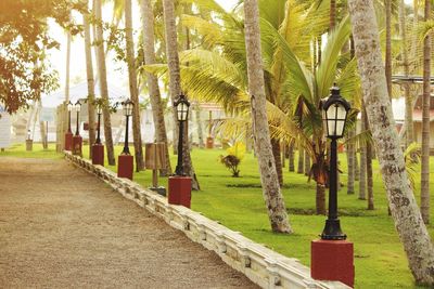 View of trees in row