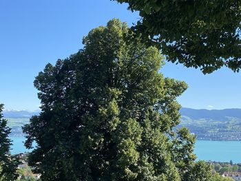 Low angle view of trees against sky