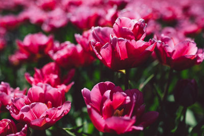 Close-up of pink flowers