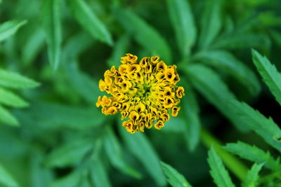 Close-up of yellow flowering plant