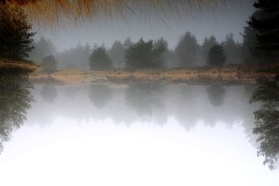 Scenic view of lake by trees against sky