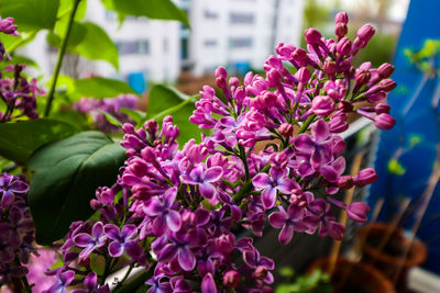 Close-up of pink flowering plants