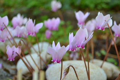 Close-up of purple flowers