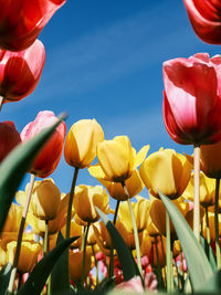 Close-up of pink flowering plants