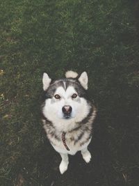 High angle view portrait of siberian husky standing on field