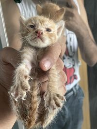 Full length of hand holding cat