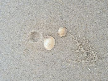 High angle view of seashell on sand at beach