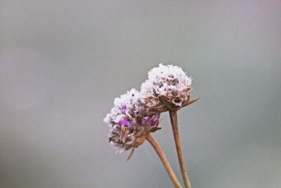 Close-up of purple flowering plant