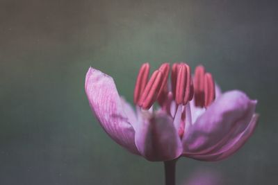 Close-up of pink flowering plant