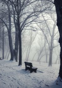 Bare trees on snow covered land
