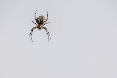 Close-up of spider on web