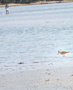 View of seagulls on beach