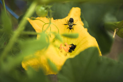 Bees pollinating butternut squash blossoms in a home garden