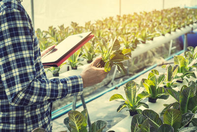 Midsection of man analyzing vegetable in greenhouse