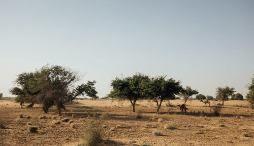 Trees on field against sky