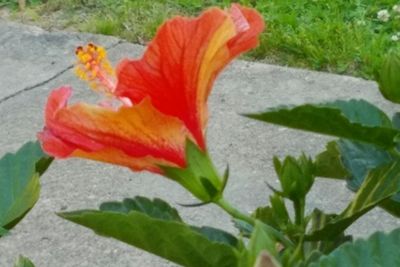 Close-up of red flowers