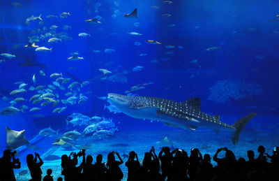 People swimming in aquarium