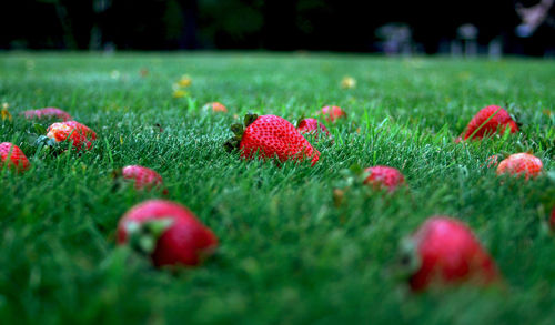 Close-up of strawberries growing on grassy field