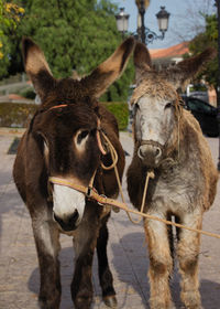 Portrait of  two  brown donkeys