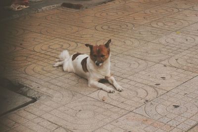 High angle portrait of dog sitting on tiled floor