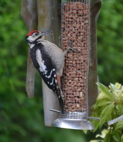 Close-up of bird perching on feeder