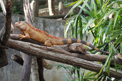 View of lizard on tree