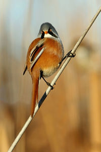 Close-up of bird perching on twig