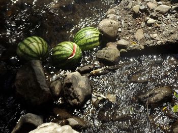High angle view of pond