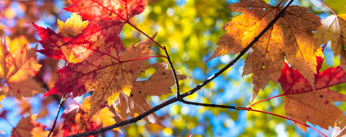 Close-up of autumnal leaves on tree