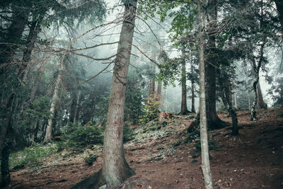 Pine trees in forest