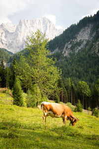 Horse in a field