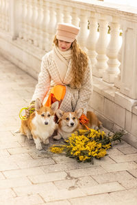 A young woman walks with dogs on a leash. welsh corgi-pembroke walk with the owner 