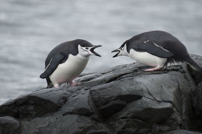 Close-up of penguin perching on rock