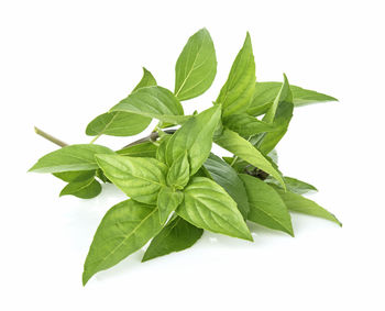 Close-up of fresh green leaves against white background