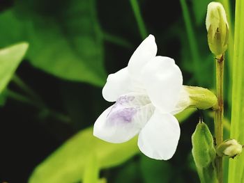 Close-up of white iris flower