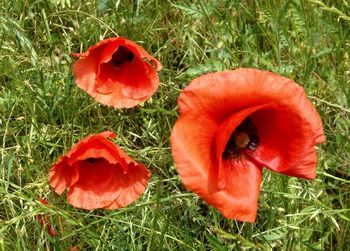 Close-up of poppy growing on grassy field