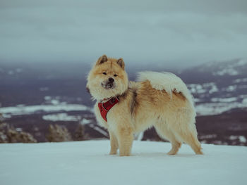 Dogs running on beach