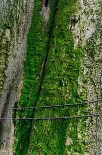 Full frame shot of ivy on tree