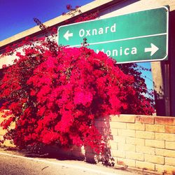 Low angle view of red flowers