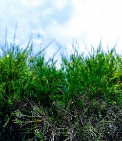 Close-up of plants growing on field against sky