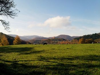 Scenic view of field against sky