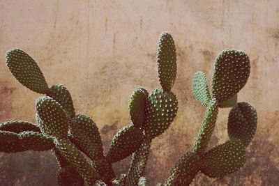 Close-up of prickly pear cactus against wall