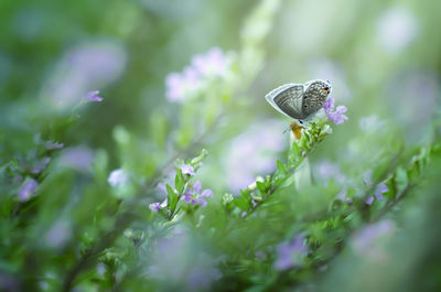 Close-up of butterfly pollinating on purple flower