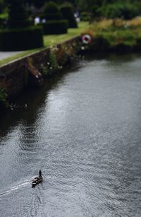 High angle view of ducks on river